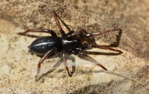 Réf. 296 400 : Trachyzelotes pedestris